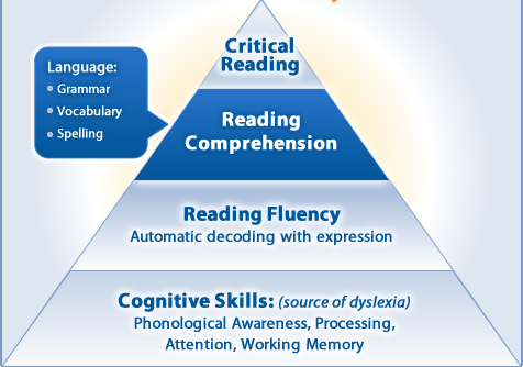 Dyslexia-Fast ForWord-Neuron Learning_pyramid dyslexia-pyramid